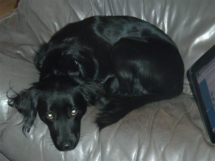 Blanding af racer Bamse - ´Du tager altid billeder´ billede 7