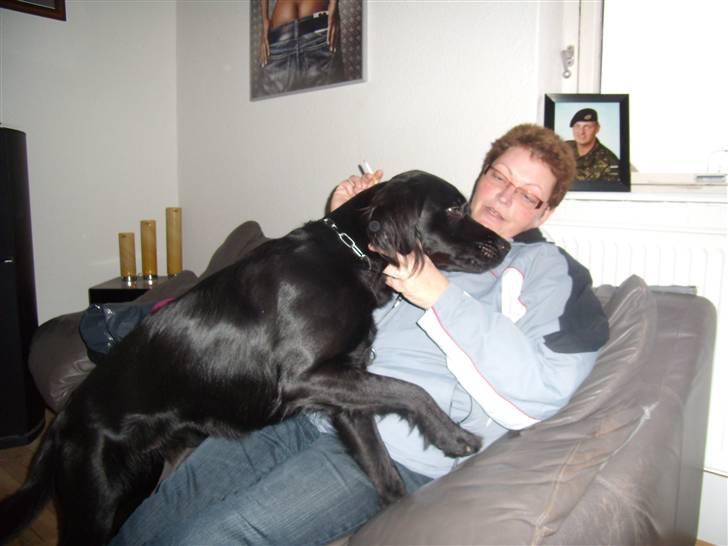 Blanding af racer Bamse - Bamse sammen med min mor billede 8