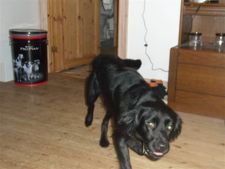 Blanding af racer Bamse billede 9