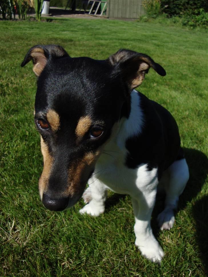 Dansk svensk gaardhund Gismo  - 4) billede 4