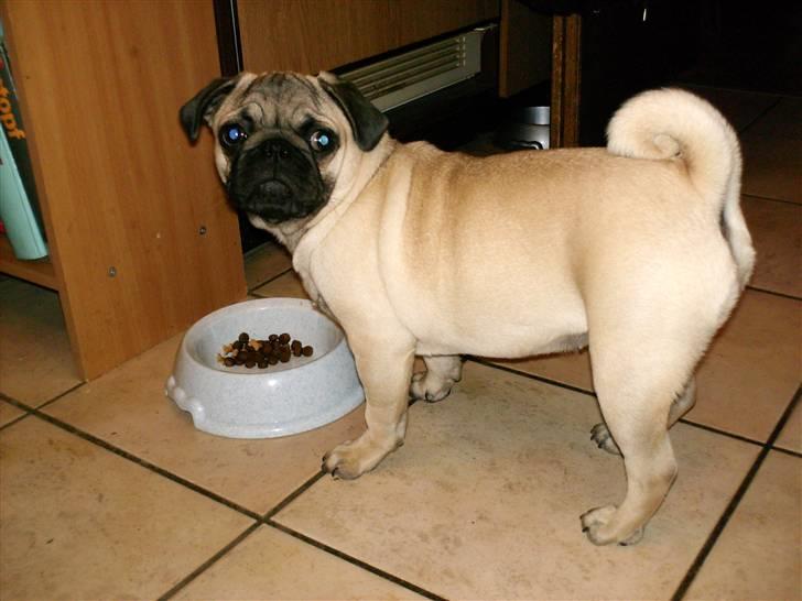 Mops Dessa - Hvis det stod til Dessa skulle mad skålen helst hvere fyldt dagen lang billede 9
