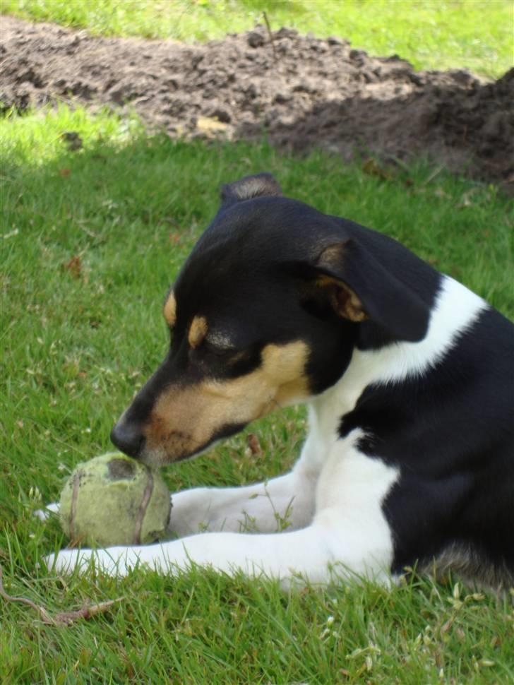 Dansk svensk gaardhund Gismo  - 11) billede 11