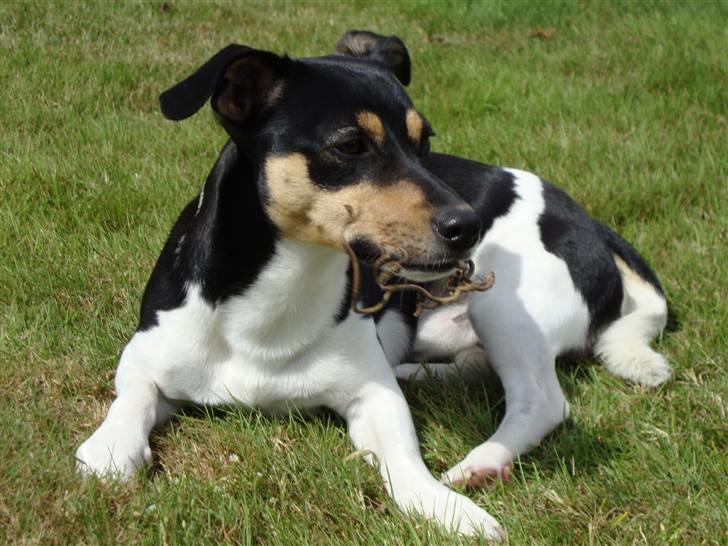 Dansk svensk gaardhund Gismo  - 13) billede 13