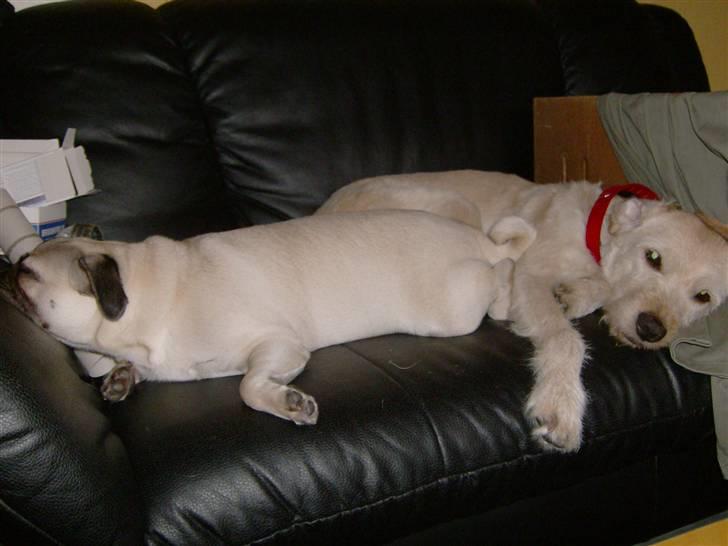 Mops Dessa - Dessa og Daria.Daria er en Græsk gade Hund  billede 10