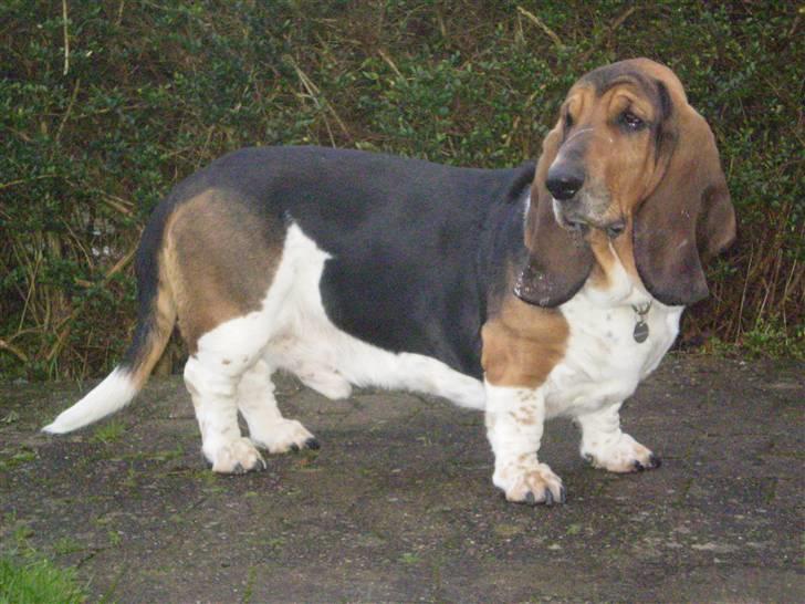 Basset hound Henry billede 1