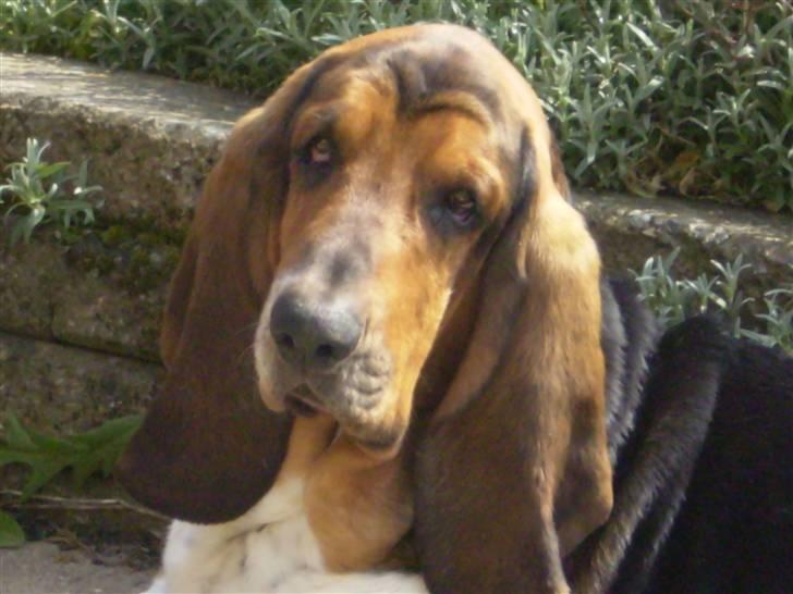 Basset hound Henry billede 2
