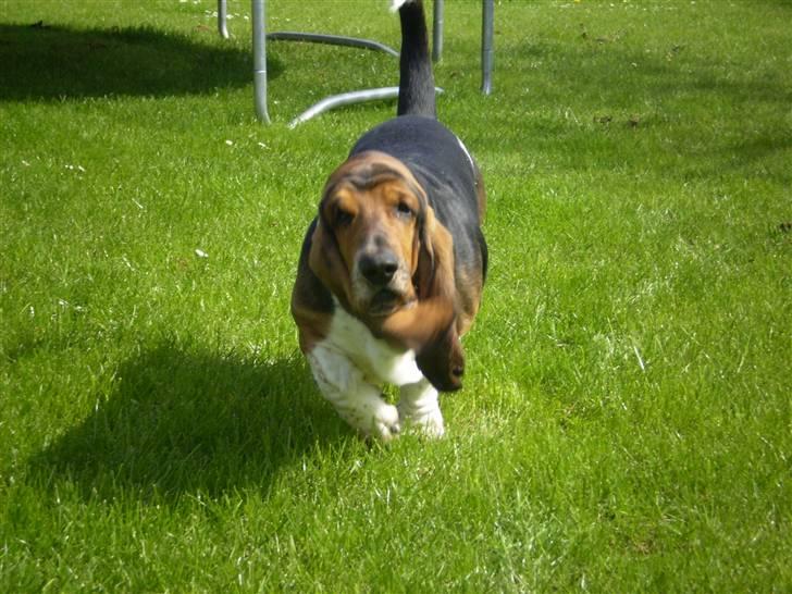 Basset hound Henry - Det går ikke hurtigt men man kommer da fremad billede 3