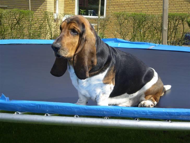 Basset hound Henry - Jaja han hopper selv om :) billede 4