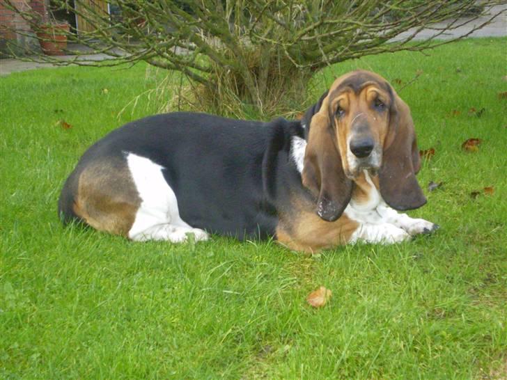 Basset hound Henry billede 5