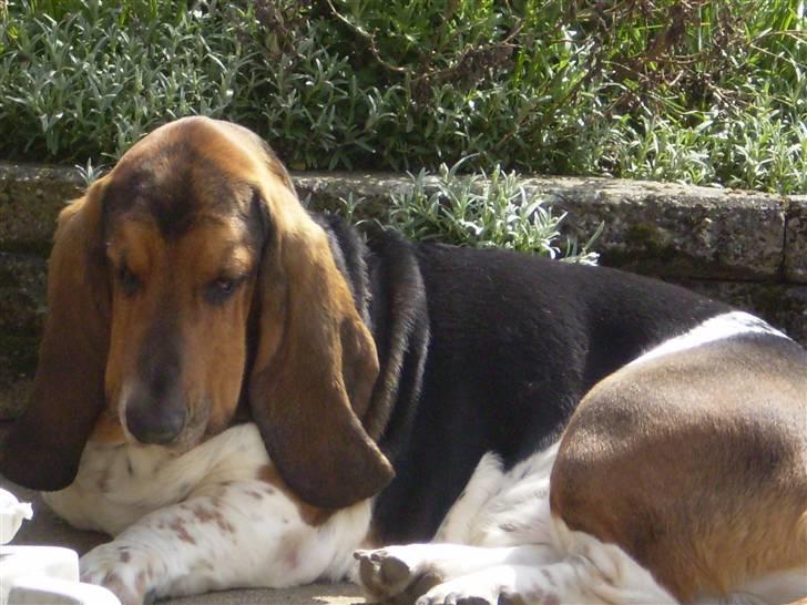 Basset hound Henry billede 6