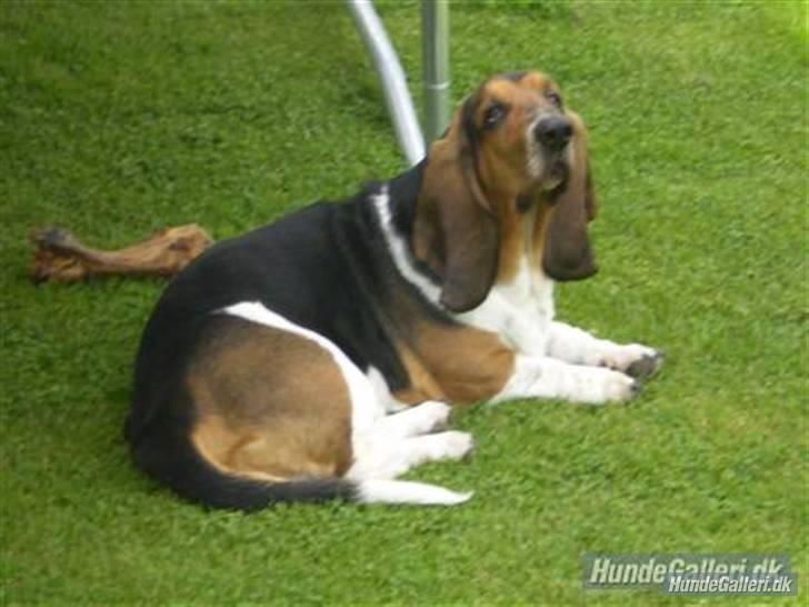 Basset hound Henry billede 7