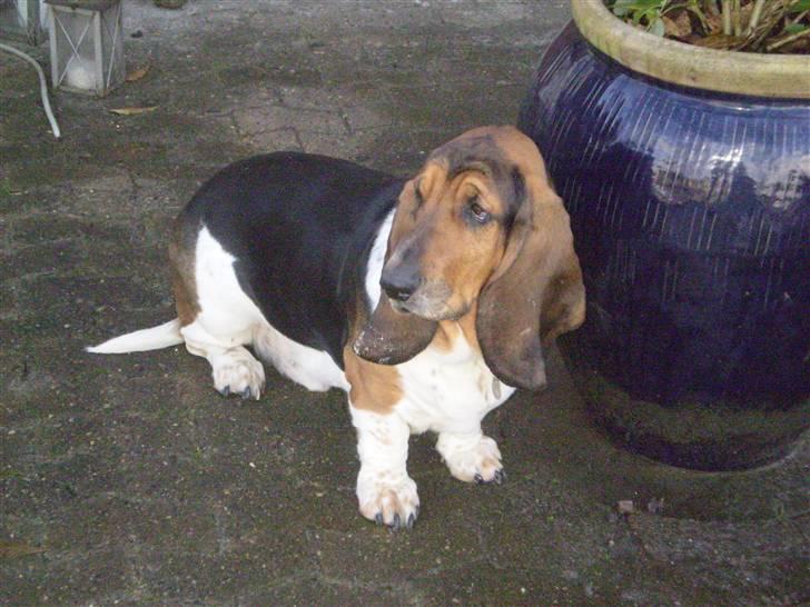 Basset hound Henry billede 8