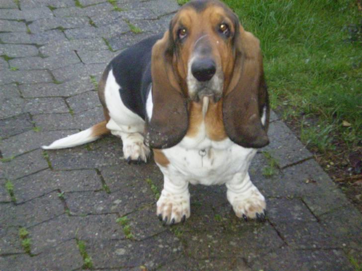 Basset hound Henry billede 9