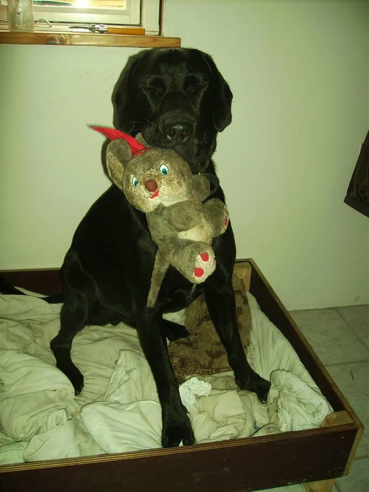 Blanding af racer Bamse - bamse med sin bamse billede 10