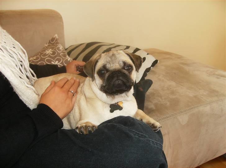 Mops Fiona billede 11