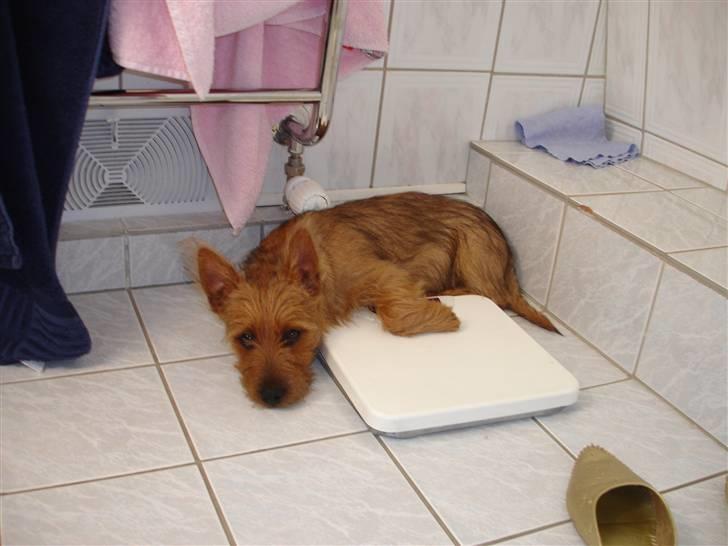 Australsk terrier Willy - Gulvet er dejlig varm.... billede 3