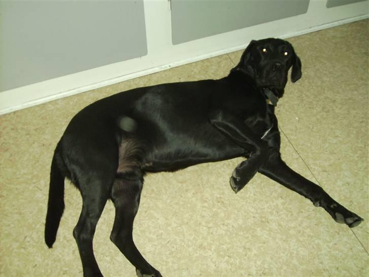 Blanding af racer Bamse - slapper af billede 11