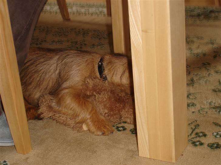 Australsk terrier Willy - Jeg slapper af!!! billede 4