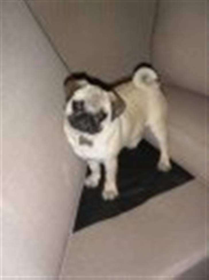 Mops Fiona billede 12