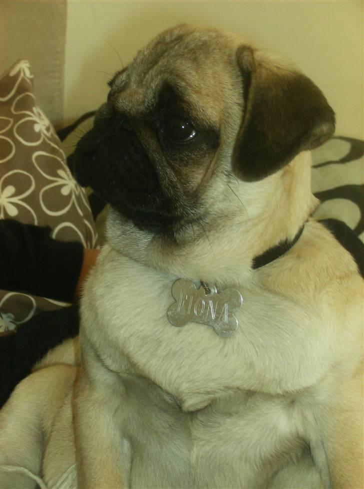 Mops Fiona billede 13