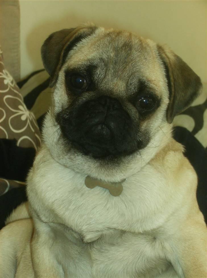 Mops Fiona billede 14