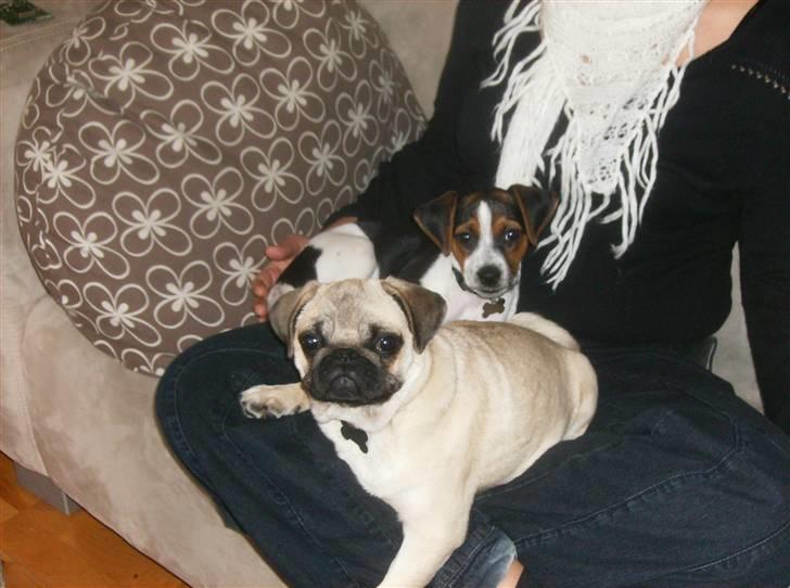 Mops Fiona billede 15