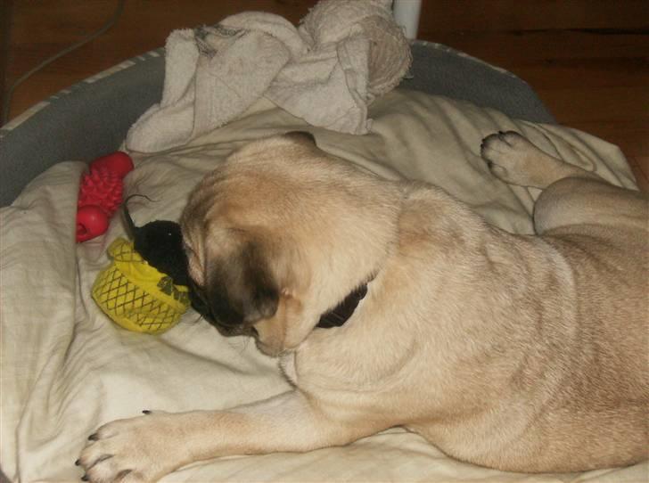 Mops Fiona billede 16