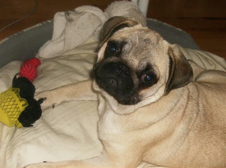 Mops Fiona billede 17