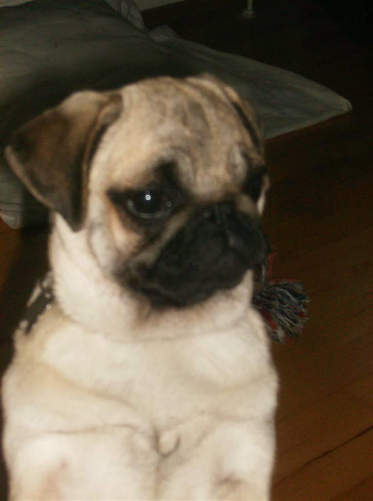 Mops Fiona billede 18