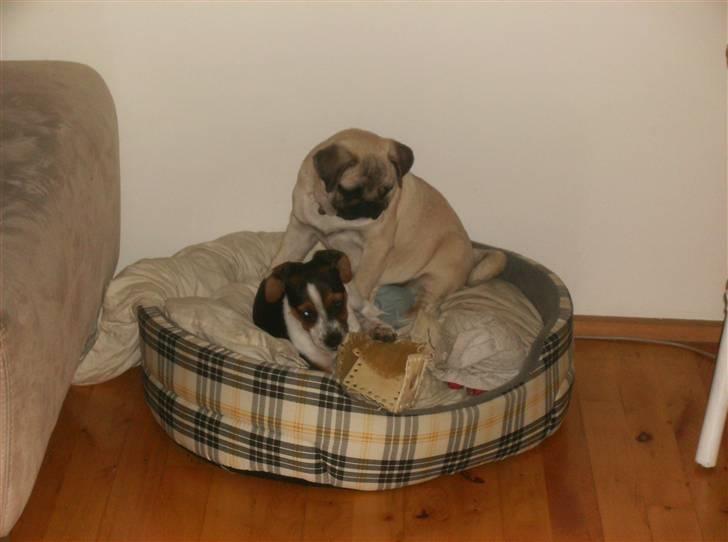 Mops Fiona billede 19