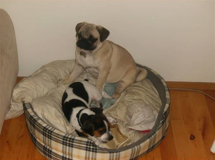 Mops Fiona billede 20