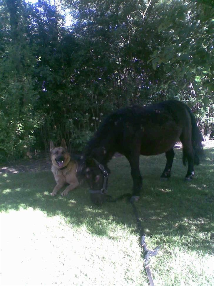 Schæferhund Zenta - zenta og en af mine ponyer siska billede 13
