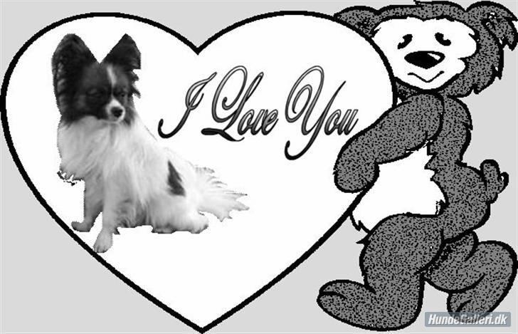 Papillon Dino - Dino billede 14