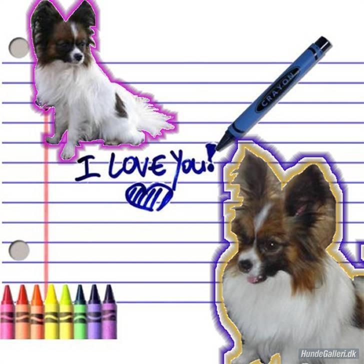 Papillon Dino - Dino billede 15