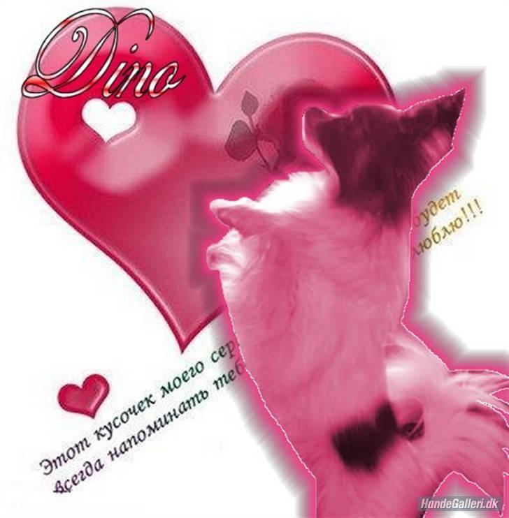 Papillon Dino - Dino billede 16