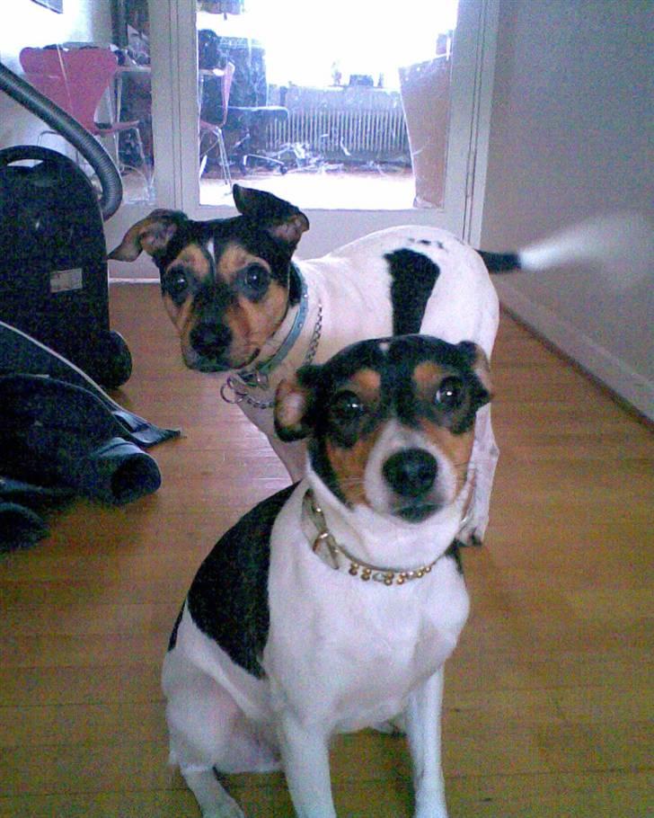 Dansk svensk gaardhund Miklo - Miklos Mor og Far... billede 9