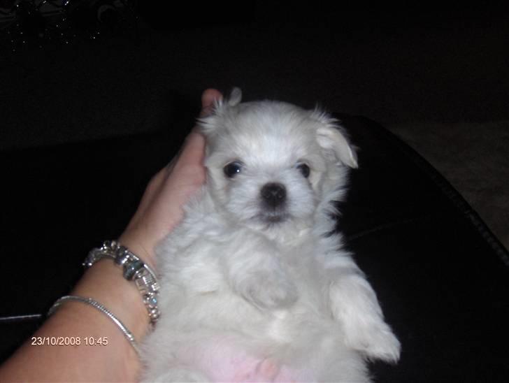 Malteser Donna nu med lille søster billede 12