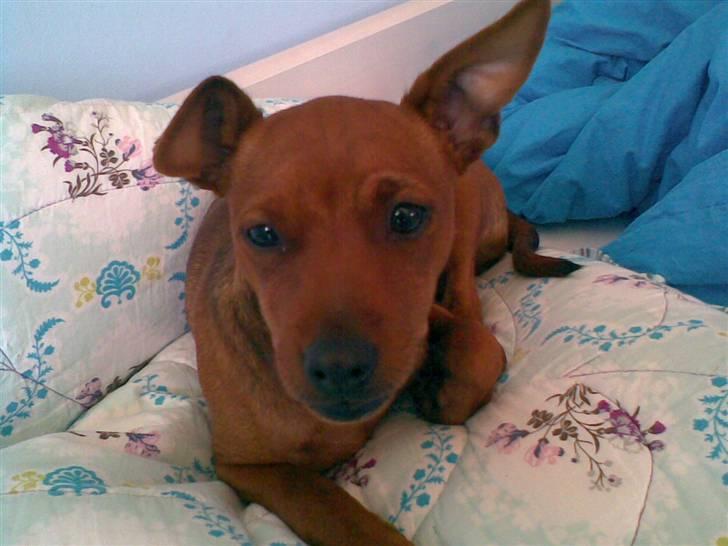 Dvaergpinscher Tyson - Mig Tyson Ferdinan Kristoffersen billede 1