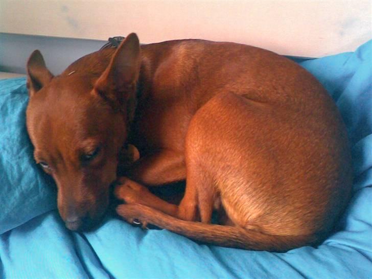 Dvaergpinscher Tyson - ZZZ billede 2