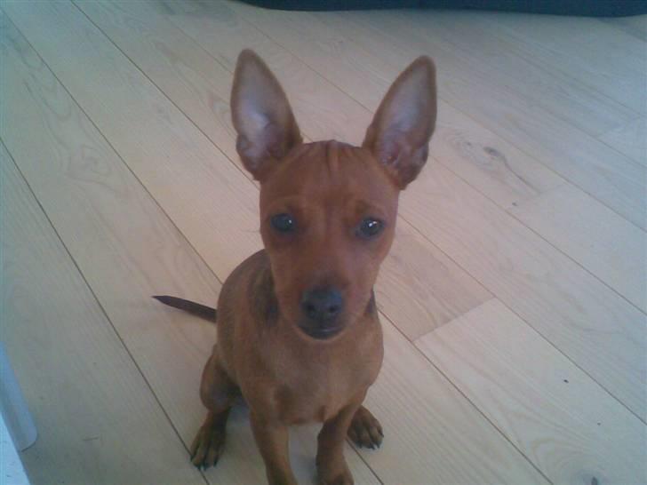 Dvaergpinscher Tyson - Hejsa mit navn er Tyson billede 3