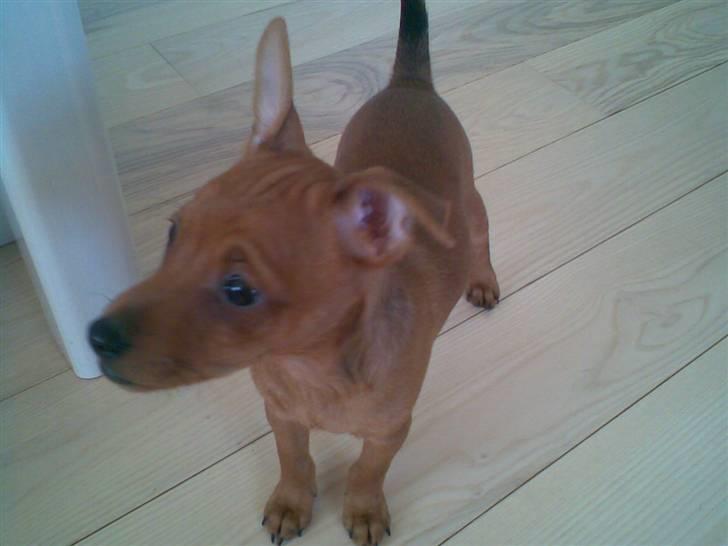 Dvaergpinscher Tyson - Mig som yngre billede 4