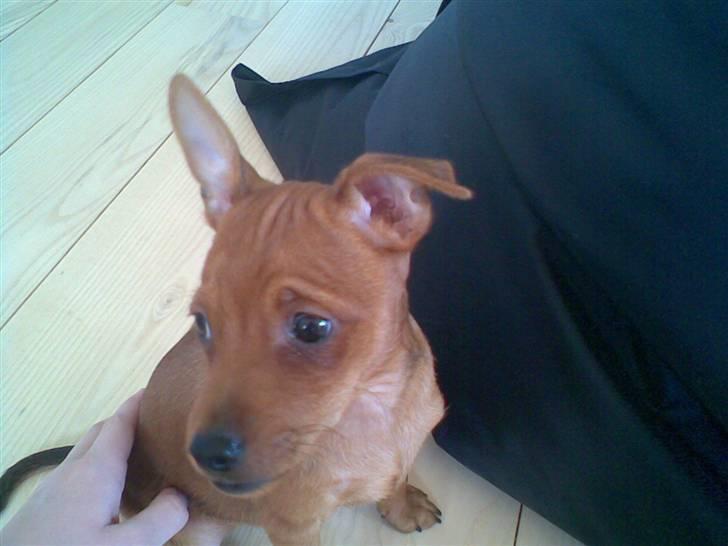 Dvaergpinscher Tyson - Hvem der? billede 5