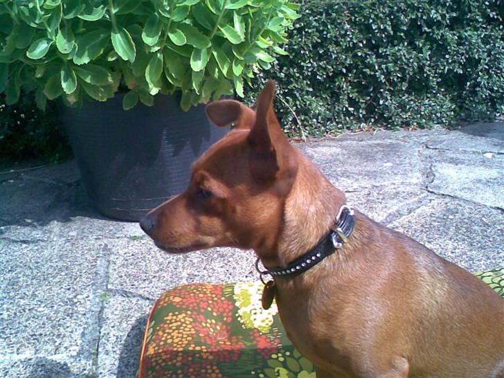 Dvaergpinscher Tyson - Mig hos farmor og farfar. De har en kæmpe have og adgang lige ned til stranden. Jeg angriber mange krabber når jeg er der billede 6