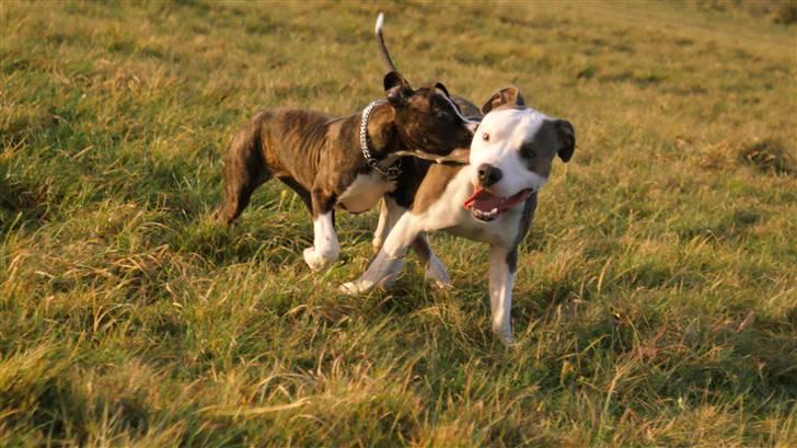 Amerikansk staffordshire terrier Nala - Balto og Nala :) billede 13