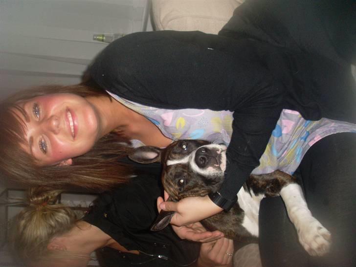 Amerikansk staffordshire terrier Nala billede 14