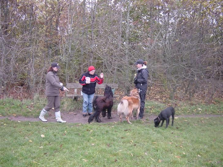 Leonberger Leodania´s Phaona Shewolf - Idag er det den 9 november og jeg har fødselsdag 1 år billede 9