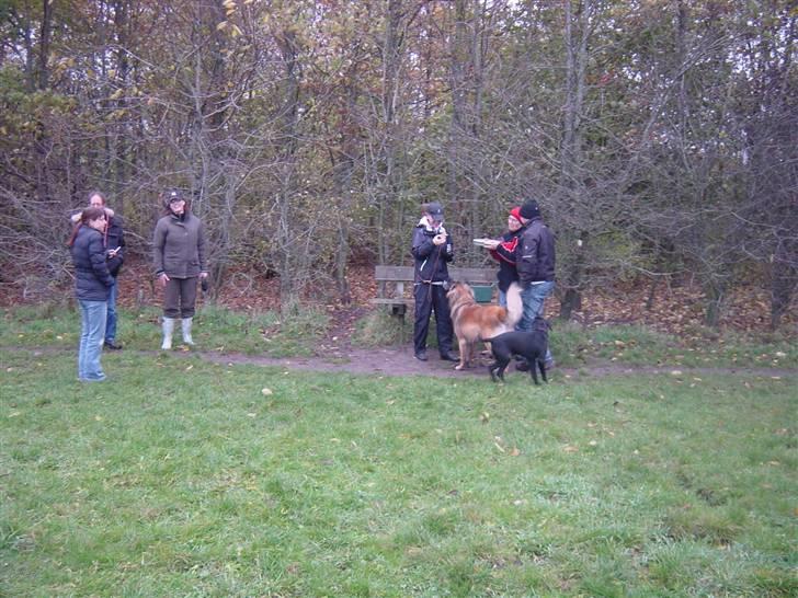 Leonberger Leodania´s Phaona Shewolf - Og mange af mine venner kom til kikseparty i hundeskoven billede 10