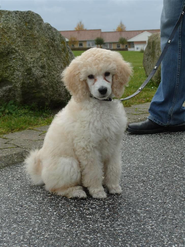 Storpuddel Khan billede 11