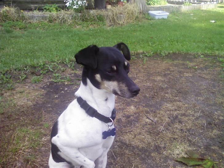 Dansk svensk gaardhund Max *givet væk* :'( - min´dreng<3 billede 1