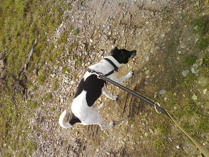 Dansk svensk gaardhund Max *givet væk* :'( - jeg elsker dig overalt.  billede 2